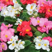Купить Бегония Бада Бинг Микс вечноцветущая зеленолистная