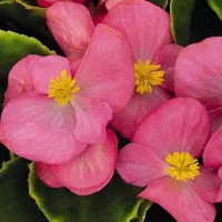 Купить Бегония Бада Бинг Роуз