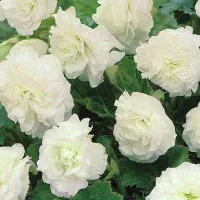 Купить Бегония Нон-стоп белая