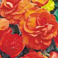 Kupte si semínka Begonia Non-stop orange