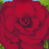 Купить Бегония клубневая махровая Вишневый фонтан