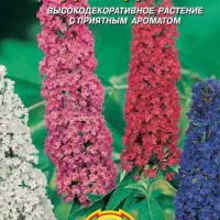 Купить Буддлея Давиди