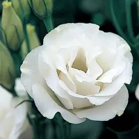 Купить семена Эустома срезочная Мэйдж уайт