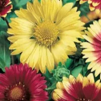 Купить Гайлардия Красава многолетняя