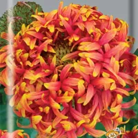 Купить Гайлардия красивая Лоллипап многолетняя