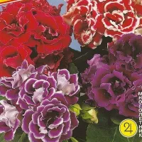 Купить семена Глоксиния Брокэйд Смесь