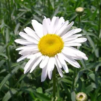 Купить семена Хризантема Эксибишн