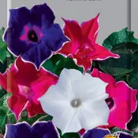 Купить Ипомея Нил Кайкио-заки