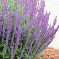 Купить Иссоп лекарственный Голубой в ландшафтном дизайне