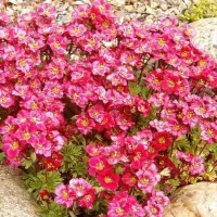 Купить Камнеломка Бархатный ковер смесь