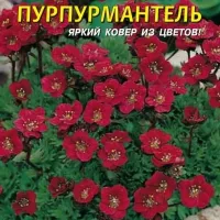 Купить Камнеломка Пурпурмантель
