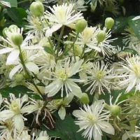 Купить Клематис маньчжурский Букет ароматов мелкоцветковый белый