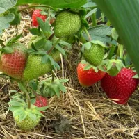 Купить Клубнику Королева Елизавета
