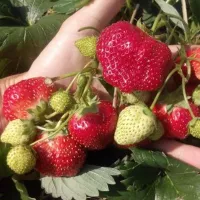 Купить Клубнику Королева Елизавета