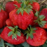 Клубника Зефир