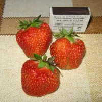 Клубника Зефир