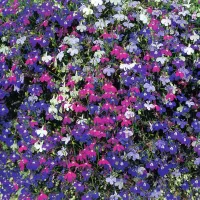 Купить Лобелия ампельная Бисер смесь