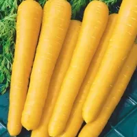 Купить семена Морковь Мармелад желтый