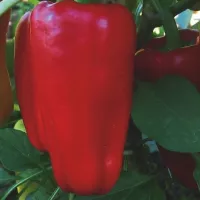 Купить Перец Джипси