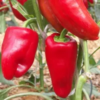 Купить семена Перец Джипси