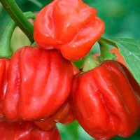 Купить Перец Хабанеро