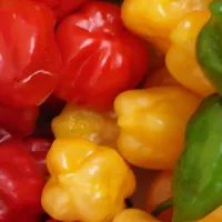 Купить Перец Хабанеро