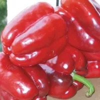 Перец Клаудио F1, 5 шт