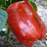 Перец Клаудио F1, 5 шт