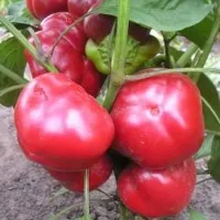 Купить Перец Колобок