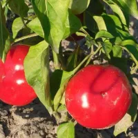 Купить Перец Колобок