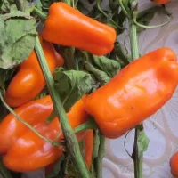 Купить Перец Оранжевая лакомка​