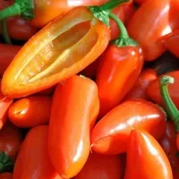 Купить Оранжевая лакомка​Перец