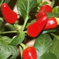 Купить Перец Огонек