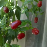 Купить Перец Огонек