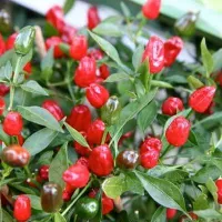 Купить Перец Огонек