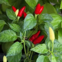 Купить Перец Феникс декоративный