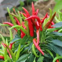 Купить Перец Горгона декоративный