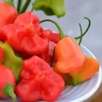 Перец Пикантный колокольчик F1, 10 шт