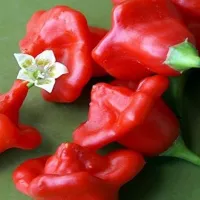 Перец Пикантный колокольчик F1, 10 шт