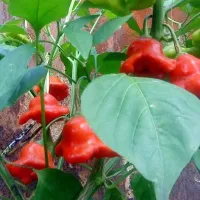 Перец Пикантный колокольчик F1, 10 шт