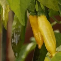 Перец Венгерский желтый, 0.2 г