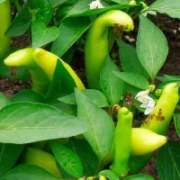 Перец Венгерский желтый, 0.2 г