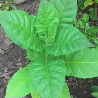 Купить семена Табак Бамбук