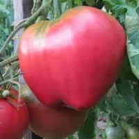 Купить Томат Батяня
