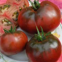 Купить Томат Черный принц