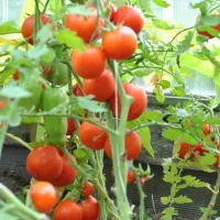 Купить Томат Санька