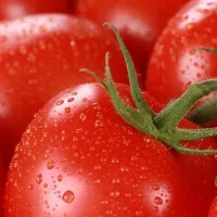 Купить Томат Санька