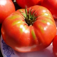 Купить семена томат Юсуповский