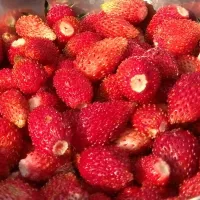 Земляника Барон Солемахер, 0.04 г