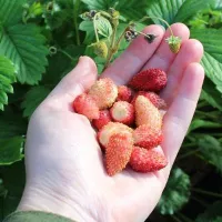 Земляника Барон Солемахер, 0.04 г